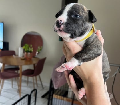 Vente animaux Niort Niort - Photos Vivastreet American Staffordshire Terrier née le 29 10 2025