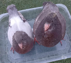 Pigeons Hubbell BLANCS