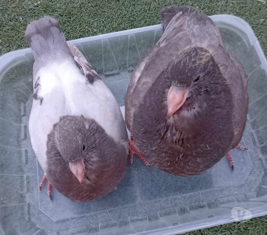 Vente Hérault Lunel - 34400 - Photos Vivastreet Pigeons Hubbell BLANCS