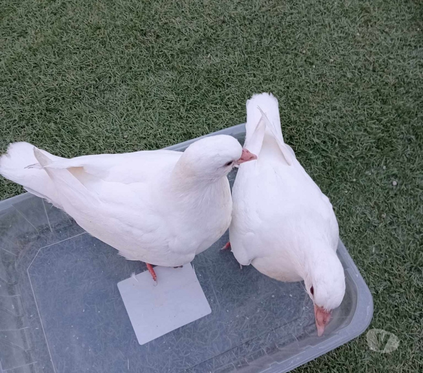 Vente Hérault Lunel - 34400 - Photos Vivastreet Pigeons Hubbell BLANCS