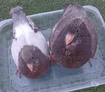 Pigeons Hubbell BLANCS