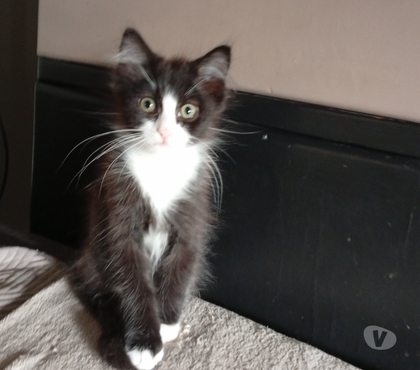 Vente animaux Ussel d'Allier Allier - Photos Vivastreet Chaton norvégien non lof