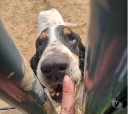 Adoption animaux Marseille Marseille - Photos Vivastreet Chien ASTRO non lof