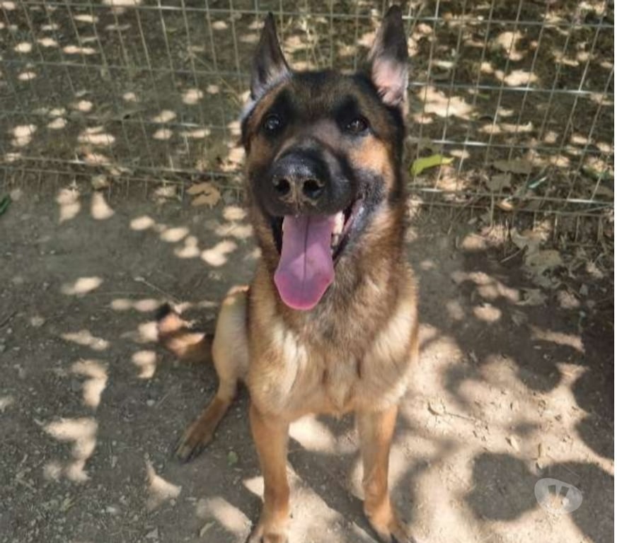 Don animaux Bouches-du-Rhône Marseille - Photos Vivastreet Chien EBENE à l adoption