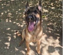 Chien EBENE à l adoption