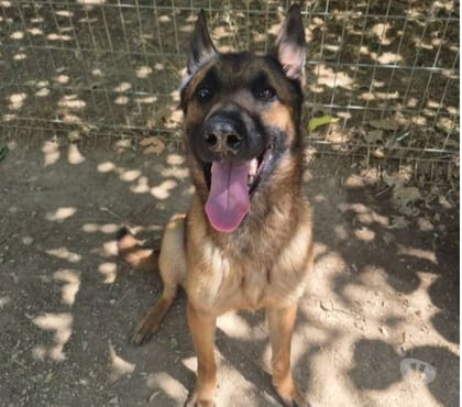 Don animaux Marseille Marseille - Photos Vivastreet Chien EBENE à l adoption