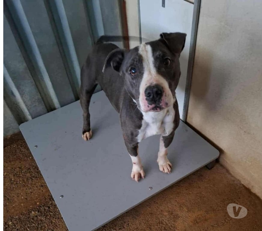 Don animaux Bouches-du-Rhône Marseille - Photos Vivastreet Chien ZORRO à l adoption
