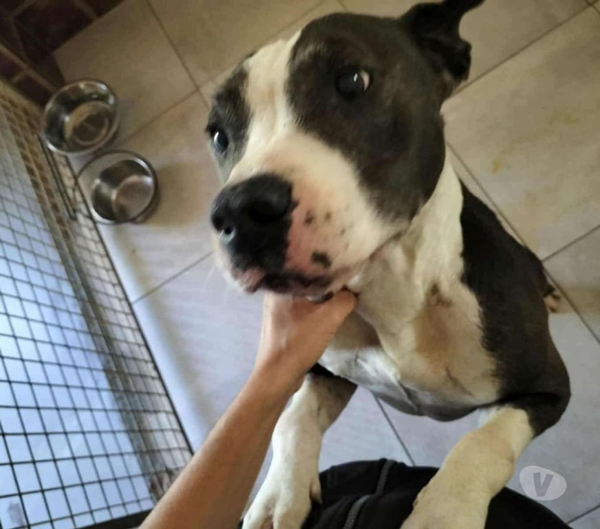 Don animaux Bouches-du-Rhône Marseille - Photos Vivastreet Chien ZORRO à l adoption