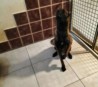 Don animaux Marseille Marseille - Photos Vivastreet Chien DARKO à l adoption