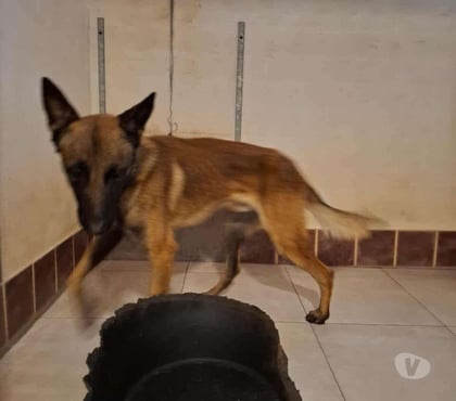 Don Marseille Marseille - Photos Vivastreet Chien URUS à l adoption