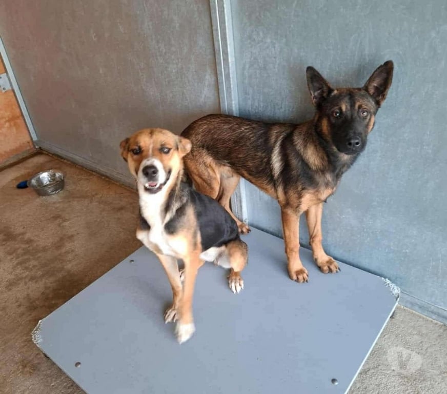 Don animaux Bouches-du-Rhône Marseille - Photos Vivastreet Chien PEPSI à l adoption