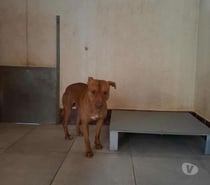 Chien APPOLLO à l adoption