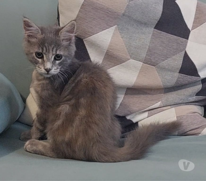 Vente Var Toulon - Photos Vivastreet chaton femelle Maine Coon LOOF