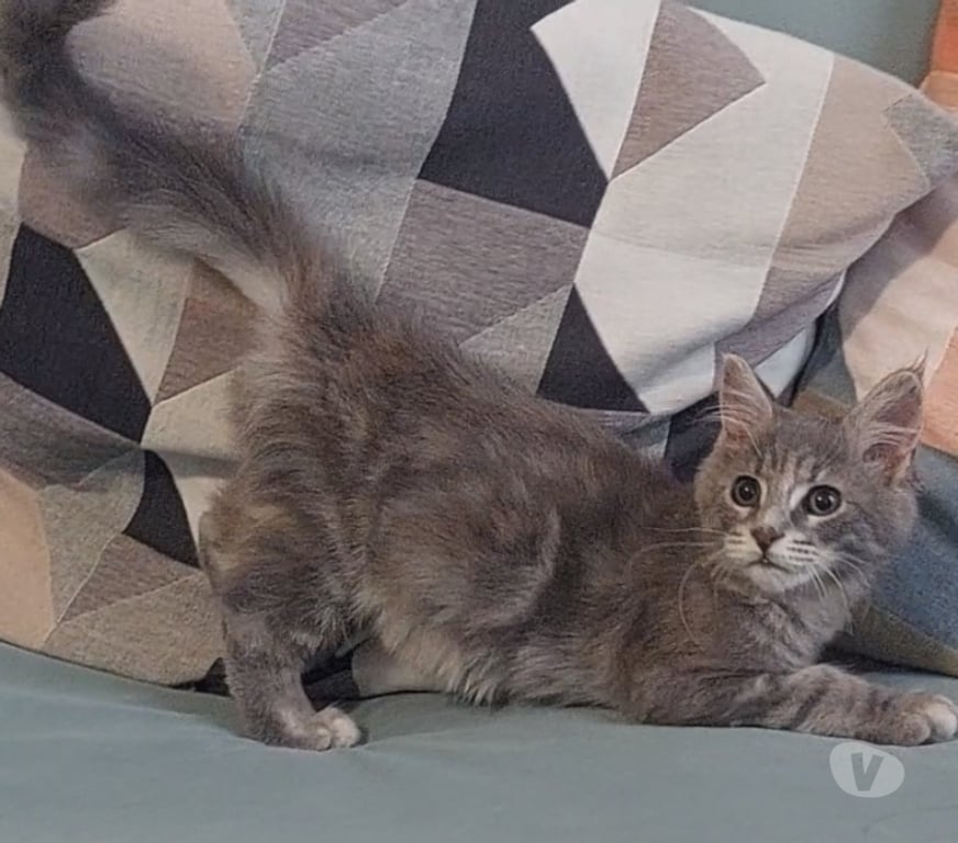 Vente Var Toulon - Photos Vivastreet chaton femelle Maine Coon LOOF