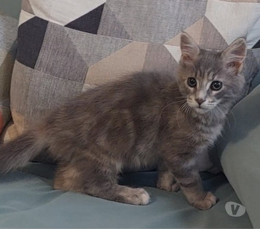 Vente Var Toulon - Photos Vivastreet chaton femelle Maine Coon LOOF