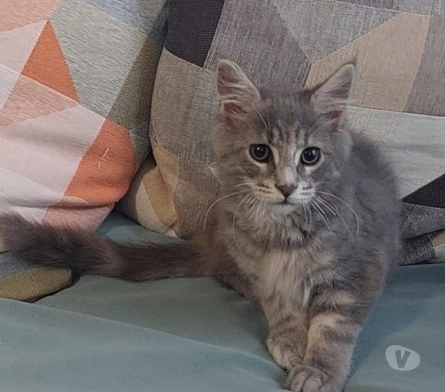 Vente Var Toulon - Photos Vivastreet chaton femelle Maine Coon LOOF
