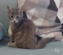 chaton femelle Maine Coon LOOF