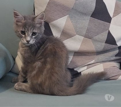 Vente animaux Toulon Toulon - Photos Vivastreet chaton femelle Maine Coon LOOF