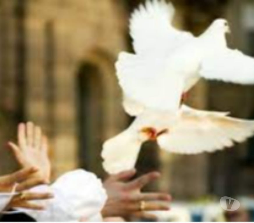 Organisations d'evènements Bas-Rhin Soultz sous Forets - Photos Vivastreet Envolées de colombes blanches.