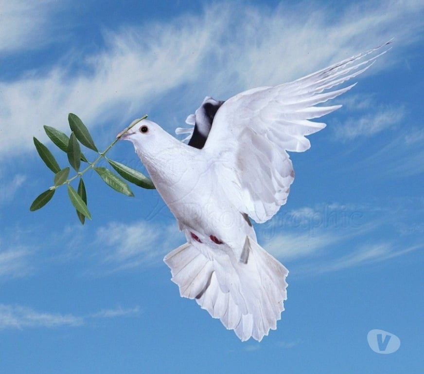 Organisations d'evènements Bas-Rhin Soultz sous Forets - Photos Vivastreet Envolées de colombes blanches.