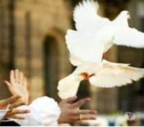 Envolées de colombes blanches.