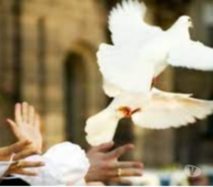 Organisations d'evènements Soultz sous Forets Soultz sous Forets - Photos Vivastreet Envolées de colombes blanches.