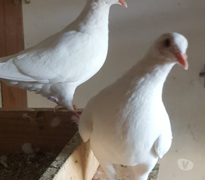 Vente Hérault Lunel - 34400 - Photos Vivastreet Pigeon HUBBELL blanc