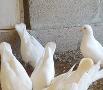 Pigeon HUBBELL blanc