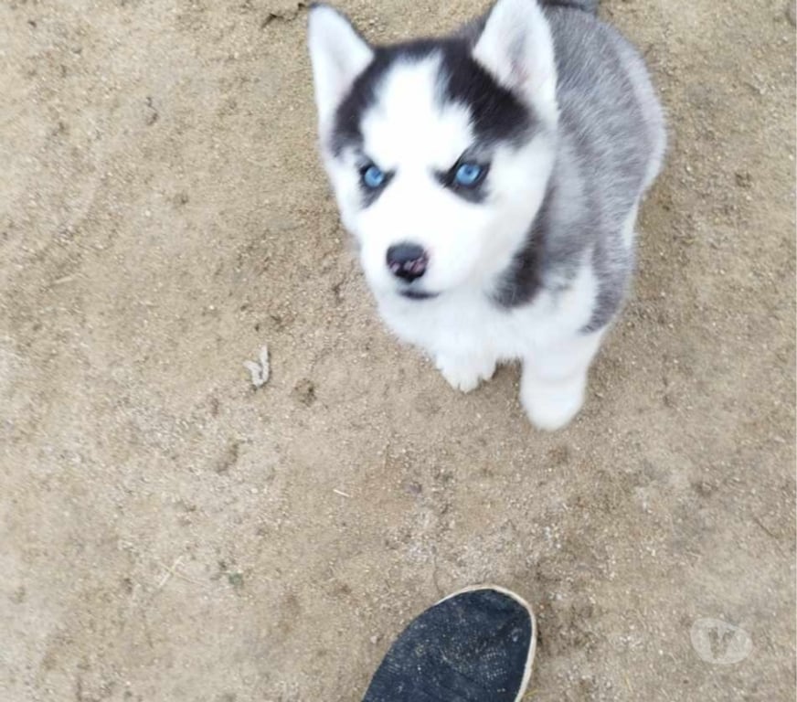 Vente Gironde Marcillac - 33860 - Photos Vivastreet Chiots huskys à la réservations