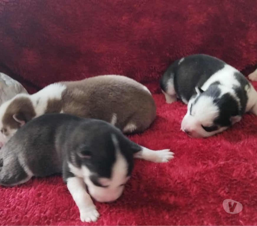Vente Gironde Marcillac - 33860 - Photos Vivastreet Chiots huskys à la réservations