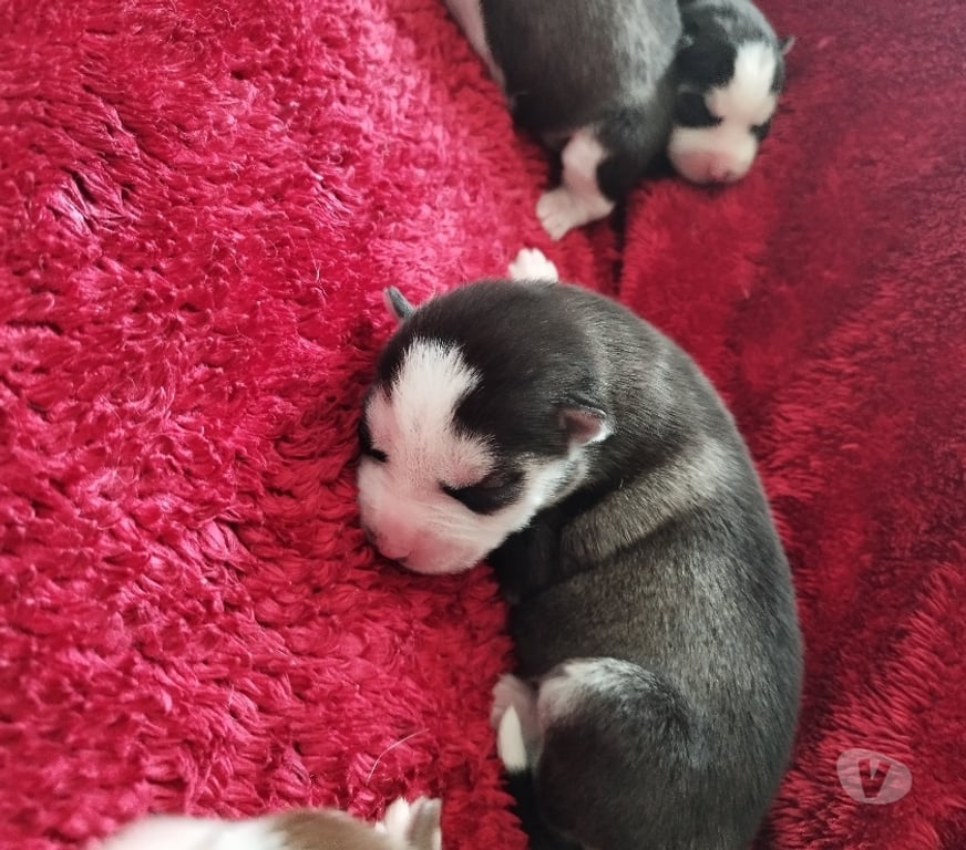Vente Gironde Marcillac - 33860 - Photos Vivastreet Chiots huskys à la réservations