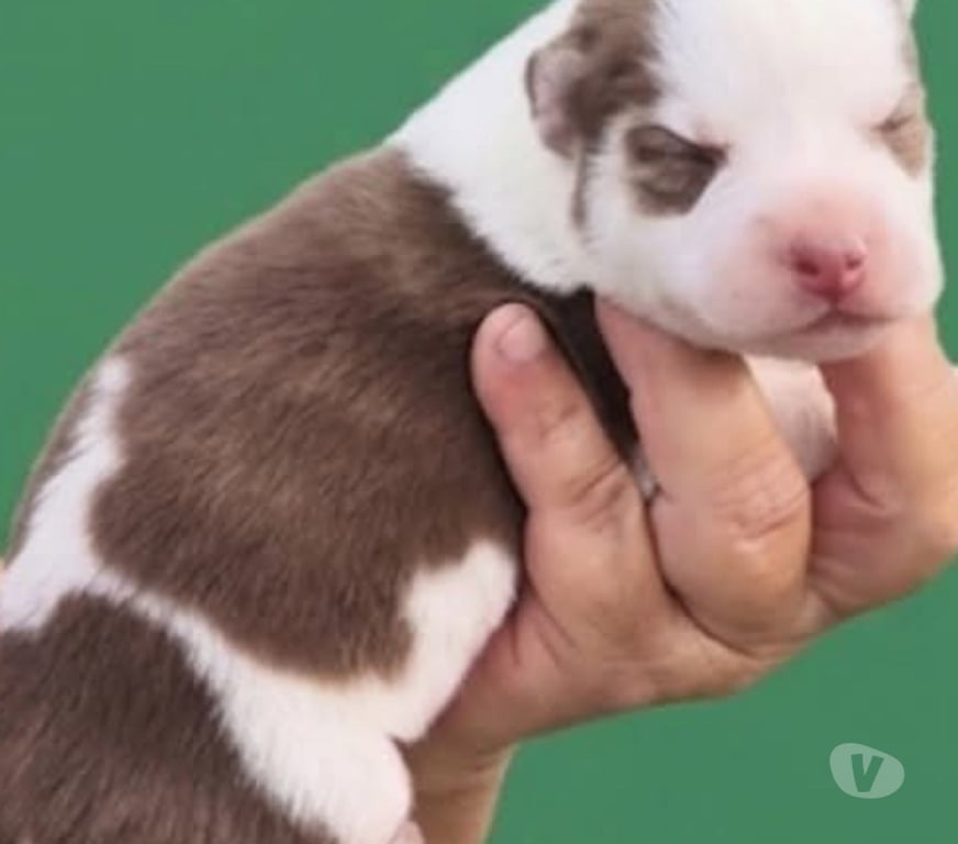 Vente Gironde Marcillac - 33860 - Photos Vivastreet Chiots huskys à la réservations