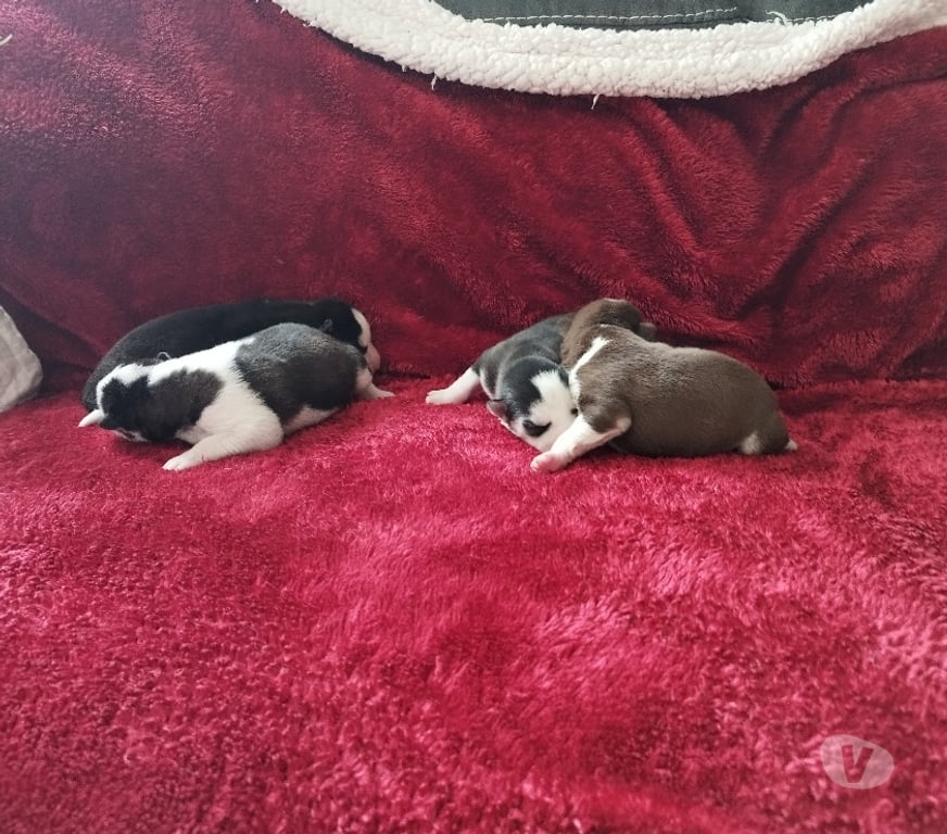 Vente Gironde Marcillac - 33860 - Photos Vivastreet Chiots huskys à la réservations