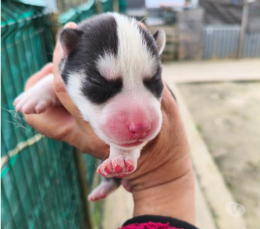 Vente Gironde Marcillac - 33860 - Photos Vivastreet Chiots huskys à la réservations
