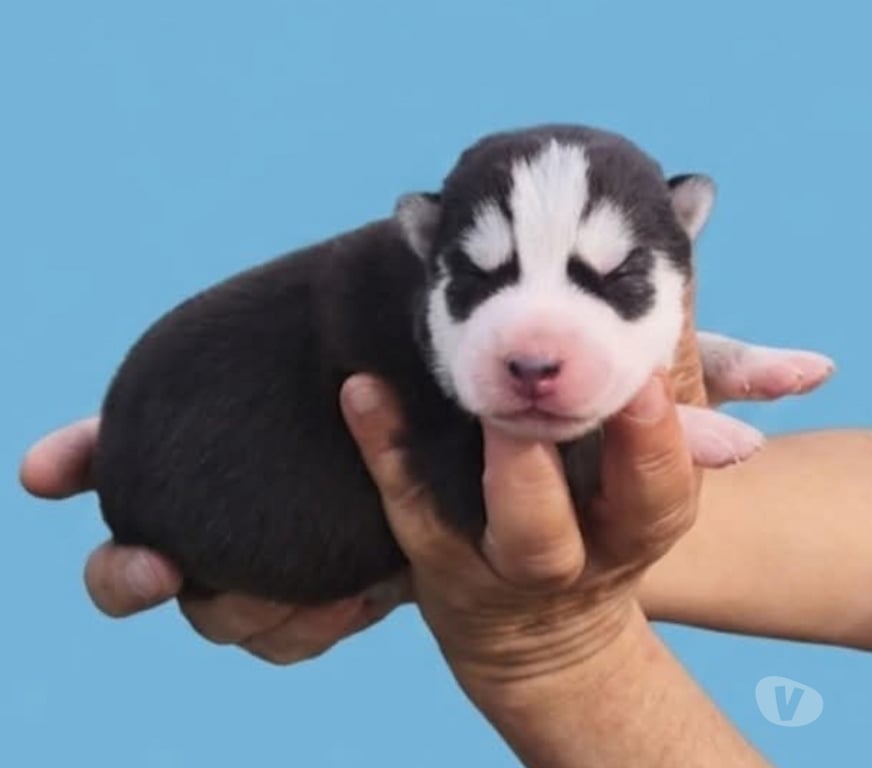 Vente Gironde Marcillac - 33860 - Photos Vivastreet Chiots huskys à la réservations
