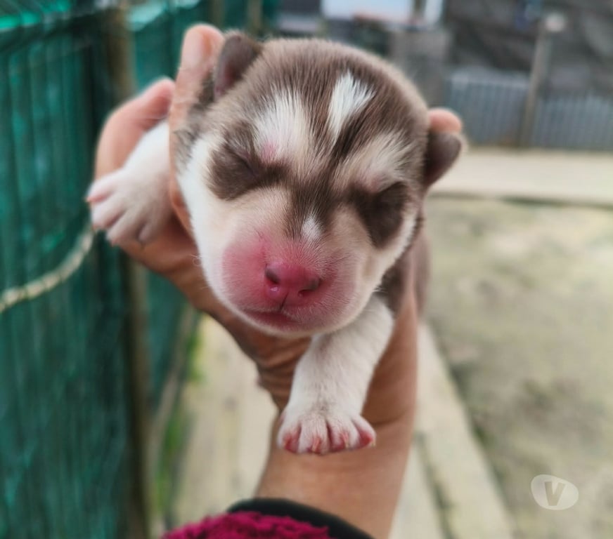 Vente Gironde Marcillac - 33860 - Photos Vivastreet Chiots huskys à la réservations