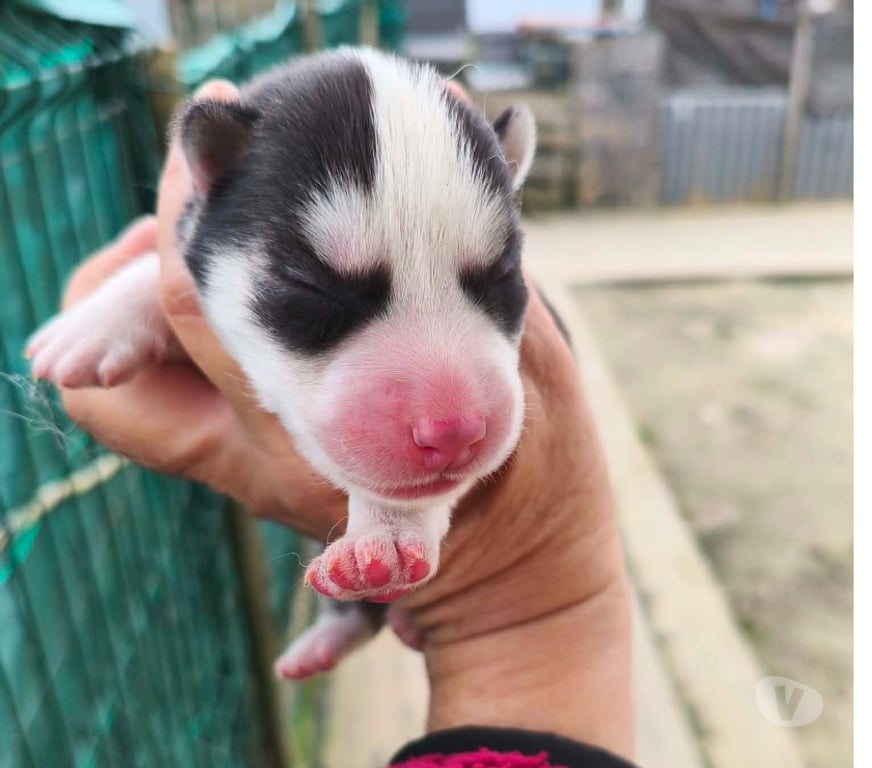 Vente Gironde Marcillac - 33860 - Photos Vivastreet Chiots huskys à la réservations