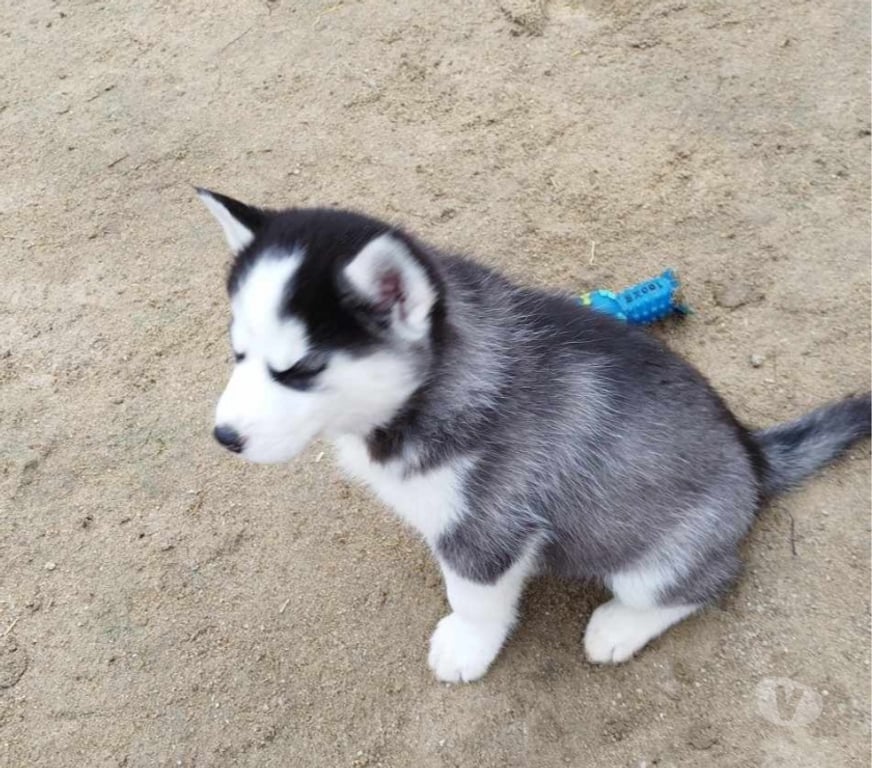 Vente Gironde Marcillac - 33860 - Photos Vivastreet Chiots huskys à la réservations