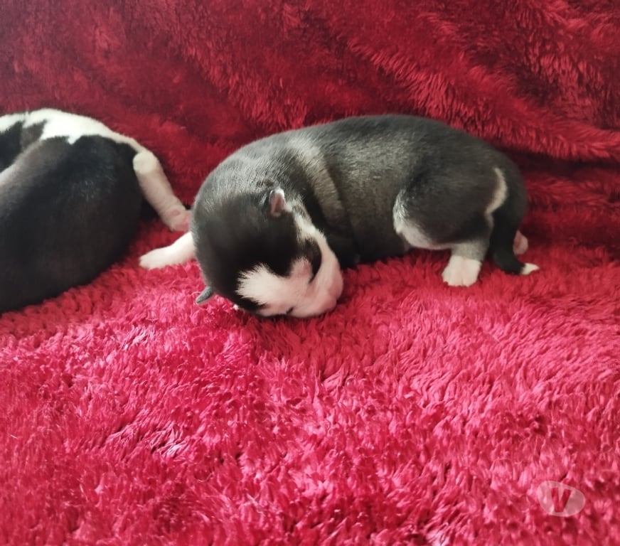 Vente Gironde Marcillac - 33860 - Photos Vivastreet Chiots huskys à la réservations