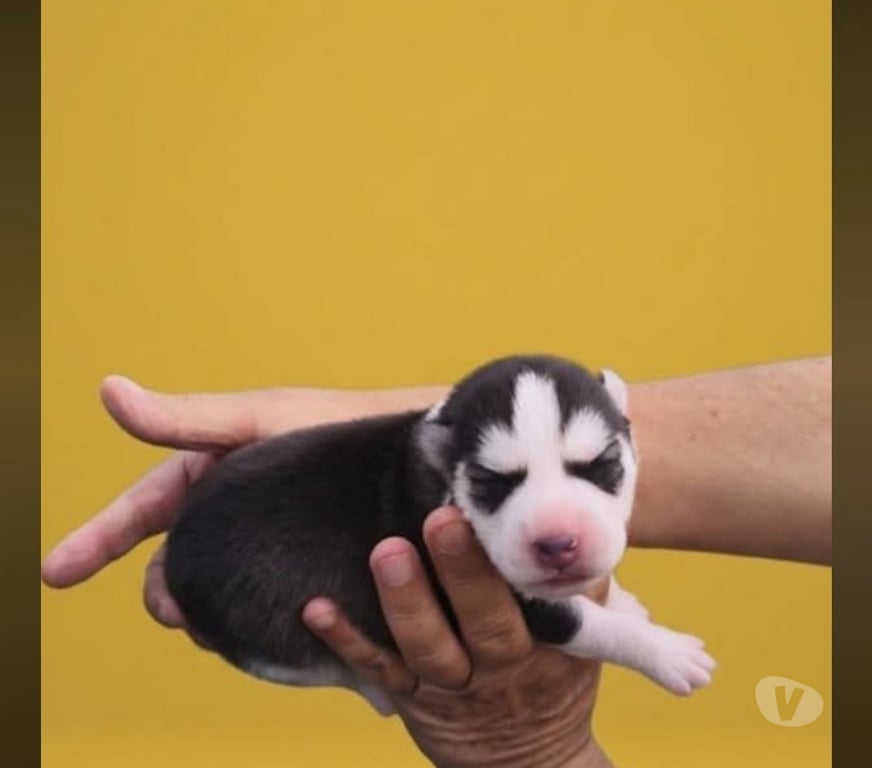 Vente Gironde Marcillac - 33860 - Photos Vivastreet Chiots huskys à la réservations