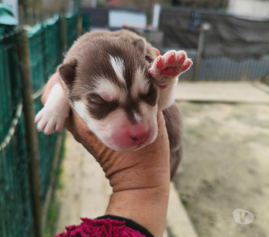 Vente Gironde Marcillac - 33860 - Photos Vivastreet Chiots huskys à la réservations
