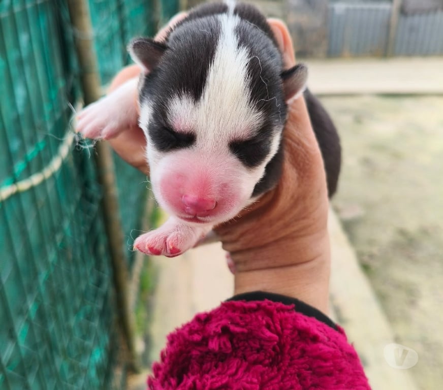 Vente Gironde Marcillac - 33860 - Photos Vivastreet Chiots huskys à la réservations