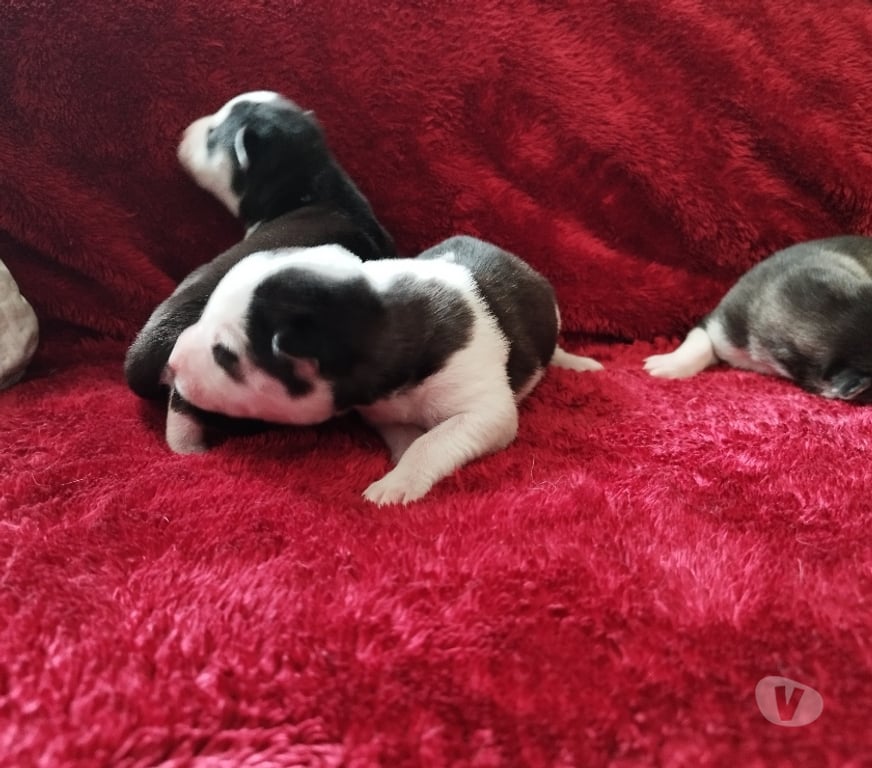 Vente Gironde Marcillac - 33860 - Photos Vivastreet Chiots huskys à la réservations