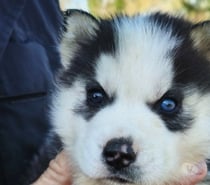 Chiots huskys à la réservations