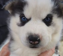 Chiots huskys à la réservations