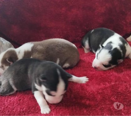 Vente animaux Marcillac Gironde - Photos Vivastreet Chiots huskys à la réservations