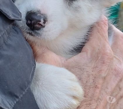 Vente animaux Marcillac Gironde - Photos Vivastreet Chiots huskys à la réservations