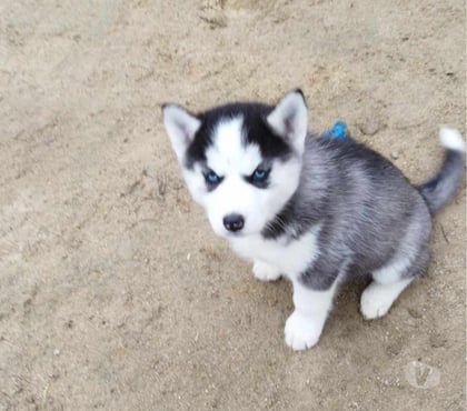 Vente animaux Marcillac Gironde - Photos Vivastreet Chiots huskys à la réservations