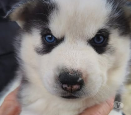 Vente animaux Marcillac Gironde - Photos Vivastreet Chiots huskys à la réservations