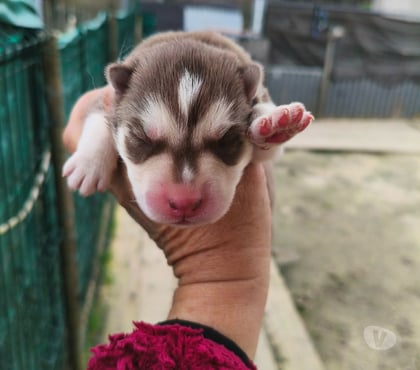 Vente animaux Marcillac Gironde - Photos Vivastreet Chiots huskys à la réservations